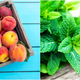 Illustration for article titled Last Call: What is the Mmmmm! Peach Mint? You tell us, and well make it for you